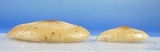 Oudemansiella incognita image
