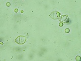 Oudemansiella incognita image