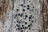 Tephromela atra var. atra image