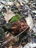 Gyromitra korfii image