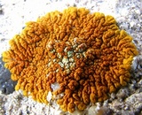 Acarospora stapfiana image