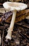 Amanita crematelloides image