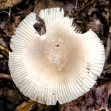 Amanita crematelloides image