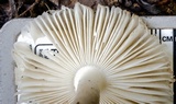 Amanita crematelloides image