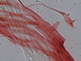 Mycena pura f. pura image