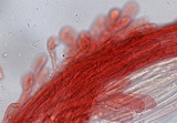 Mycena pura image