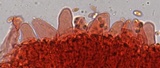 Mycena pura f. pura image
