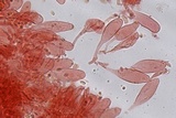 Mycena pura f. pura image