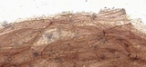 Mycena leptocephala image