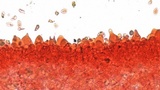 Mycena leptocephala image
