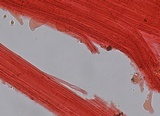 Mycena leptocephala image