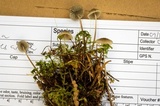 Mycena leptocephala image