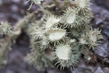 Usnea cirrosa image
