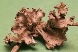 Parmotrema hypoleucinum image