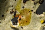 Parmotrema hypoleucinum image