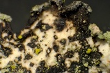 Parmotrema hypoleucinum image