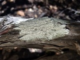 Pertusaria amara f. amara image