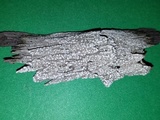 Pertusaria amara f. amara image
