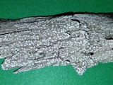 Pertusaria amara f. amara image