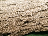 Pertusaria amara f. amara image
