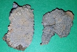 Aspicilia pacifica image