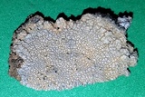 Aspicilia pacifica image