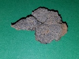 Aspicilia pacifica image