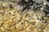 Aspicilia pacifica image
