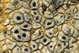Aspicilia pacifica image