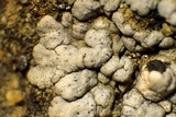 Trapeliopsis glaucopholis image