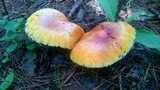 Amanita hemibapha image
