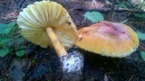 Amanita hemibapha image