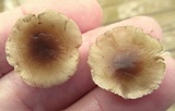 Gymnopus semihirtipes image
