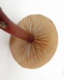 Gymnopus semihirtipes image