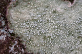 Pertusaria tejocotensis image