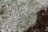 Pertusaria tejocotensis image