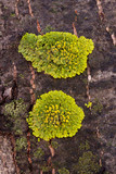 Candelaria fibrosa image