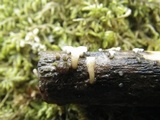 Cudoniella clavus image
