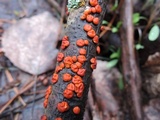 Peniophora rufa image
