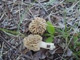 Morchella ulmaria image