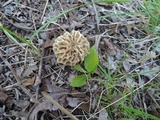 Morchella ulmaria image