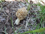 Morchella ulmaria image