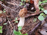 Morchella punctipes image