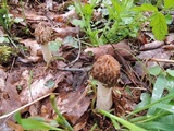 Morchella punctipes image