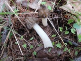 Morchella punctipes image