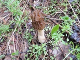Verpa bohemica image