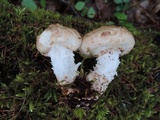 Neolentinus lepideus image
