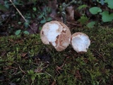 Neolentinus lepideus image