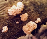 Xylocoremium flabelliforme image