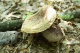 Lactarius corrugis image